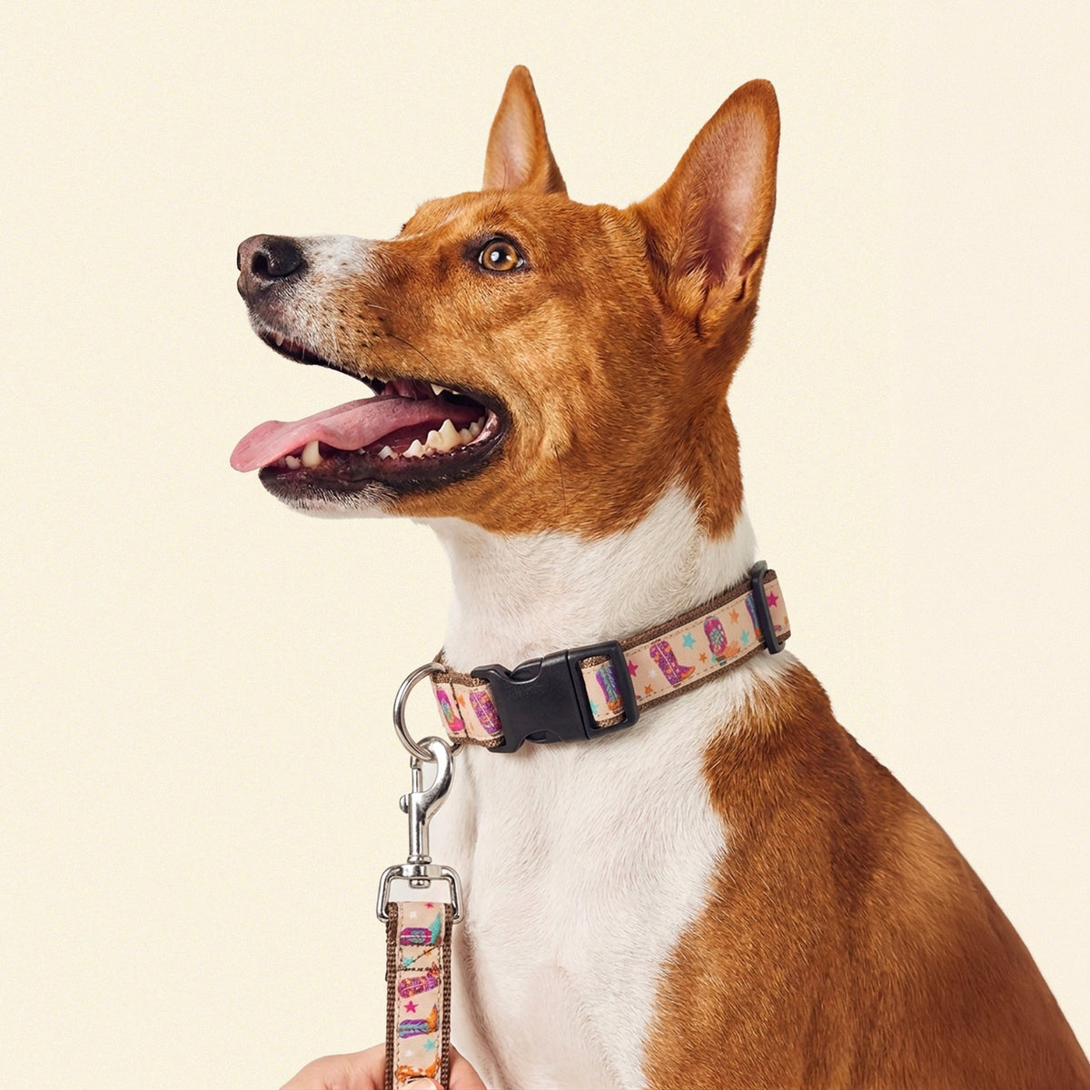 Collars and Leashes