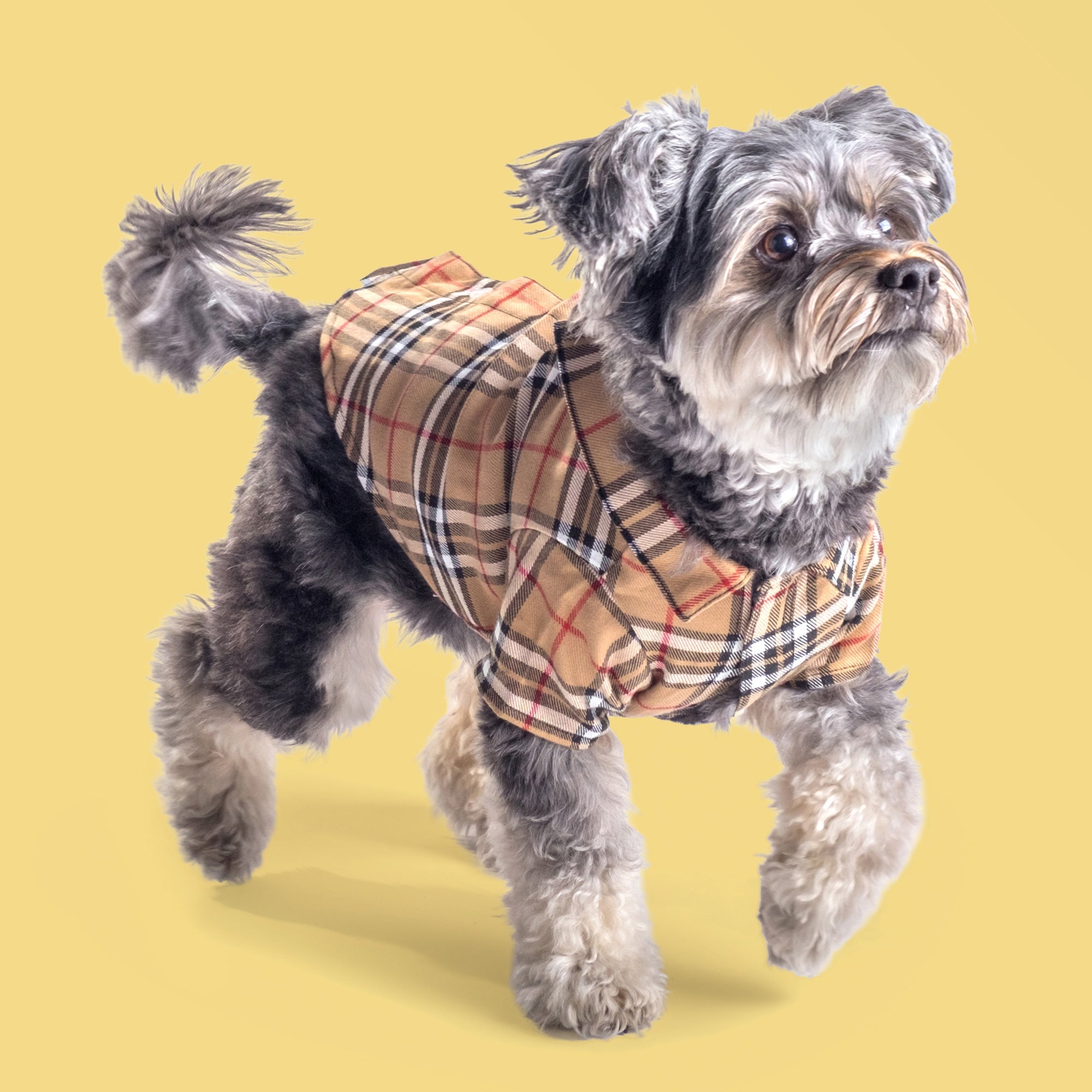 Fall Plaids 🍂