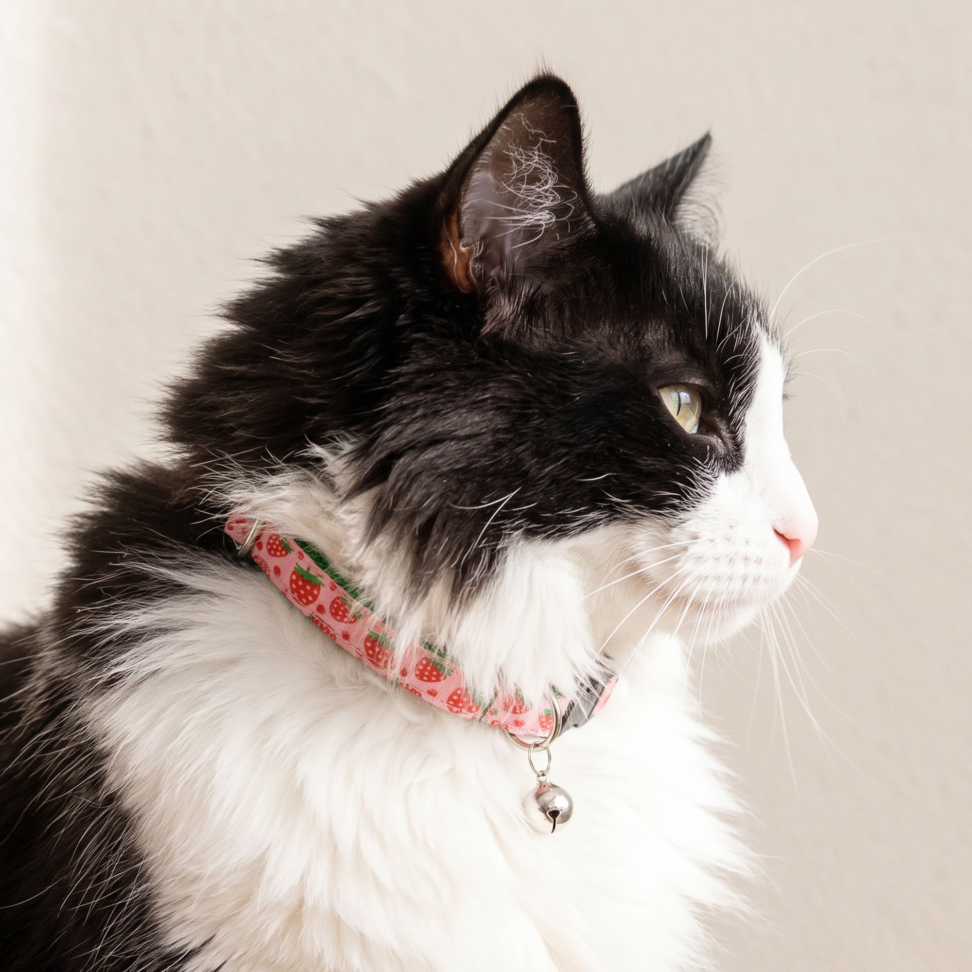 For Cats