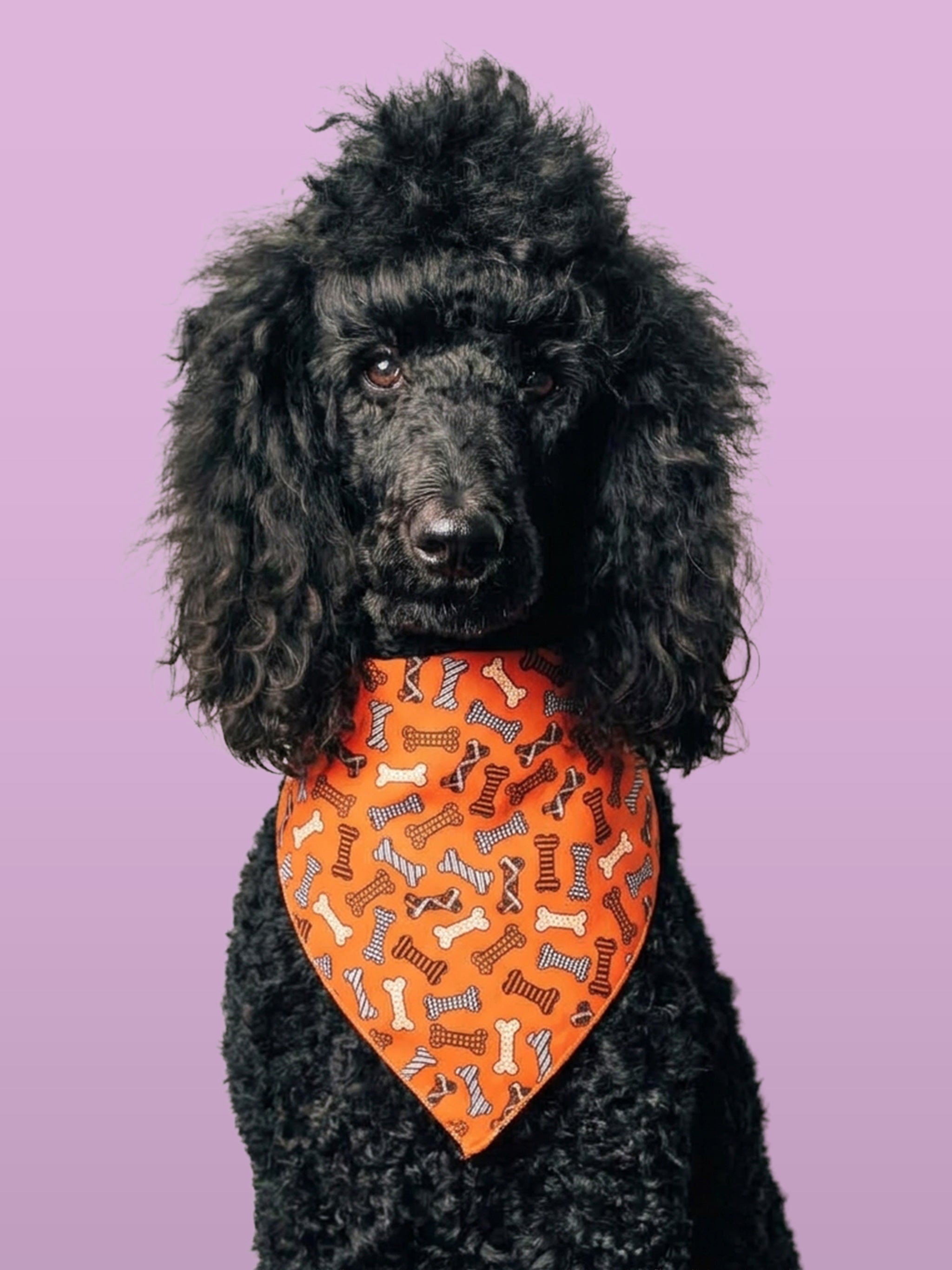 Halloween Clothing and Accessories