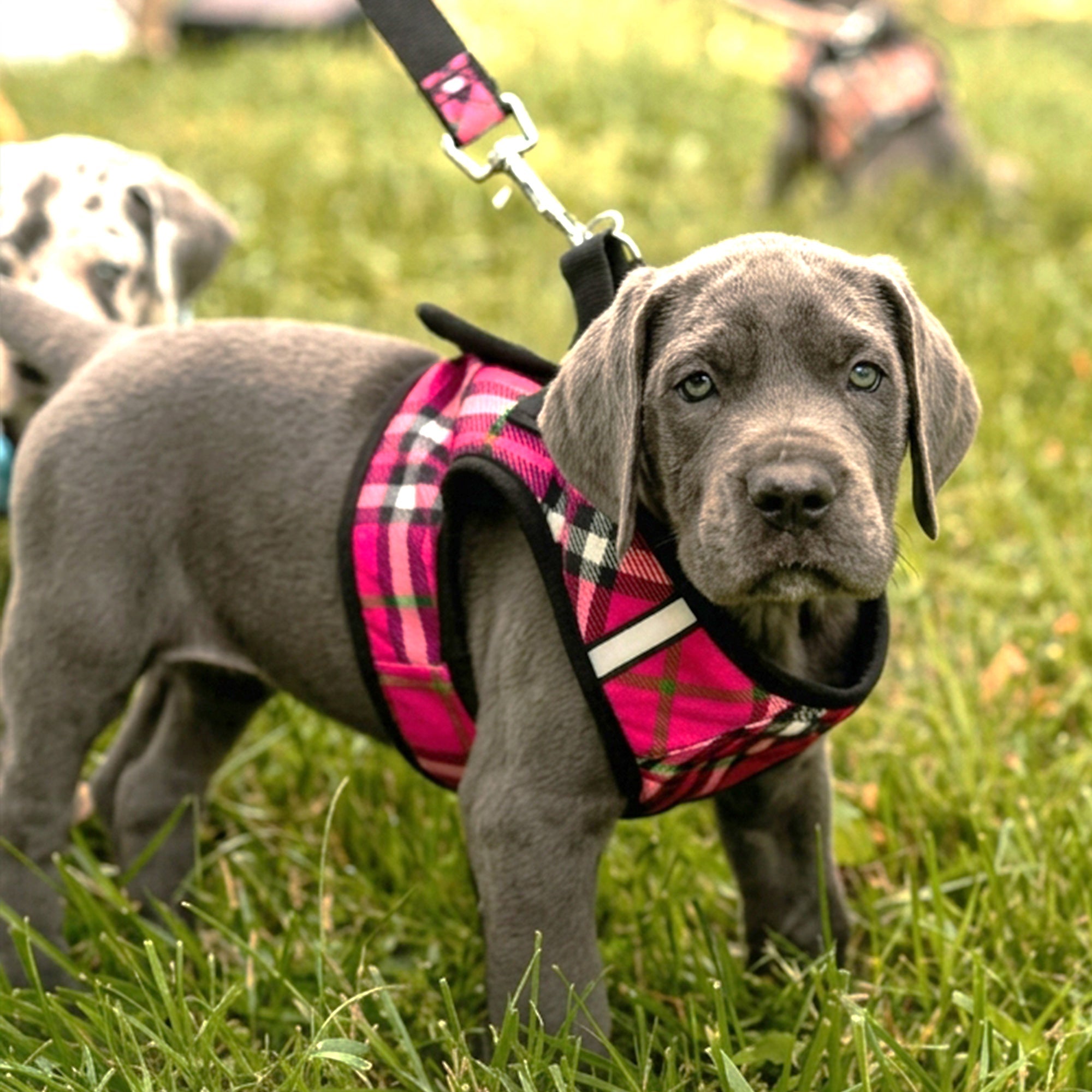 Harnesses