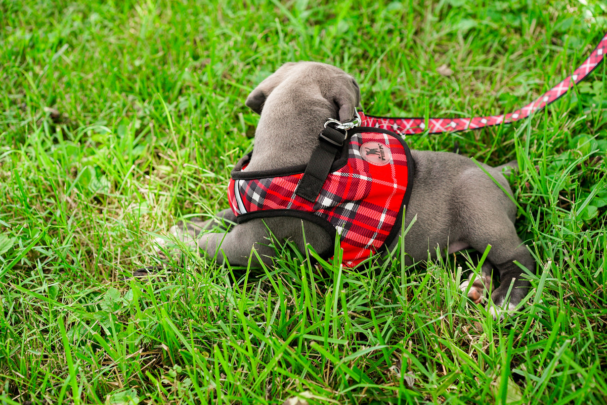 Plaid Sidekick Harness