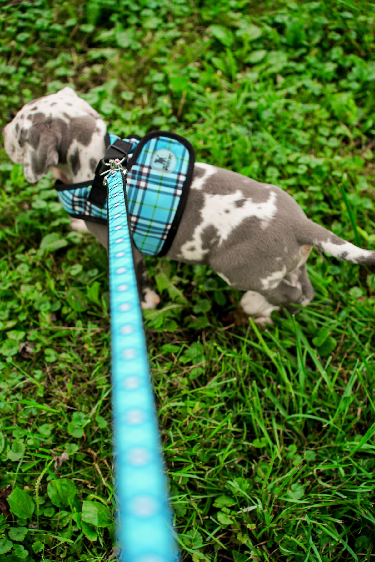 Bias Plaid Lead