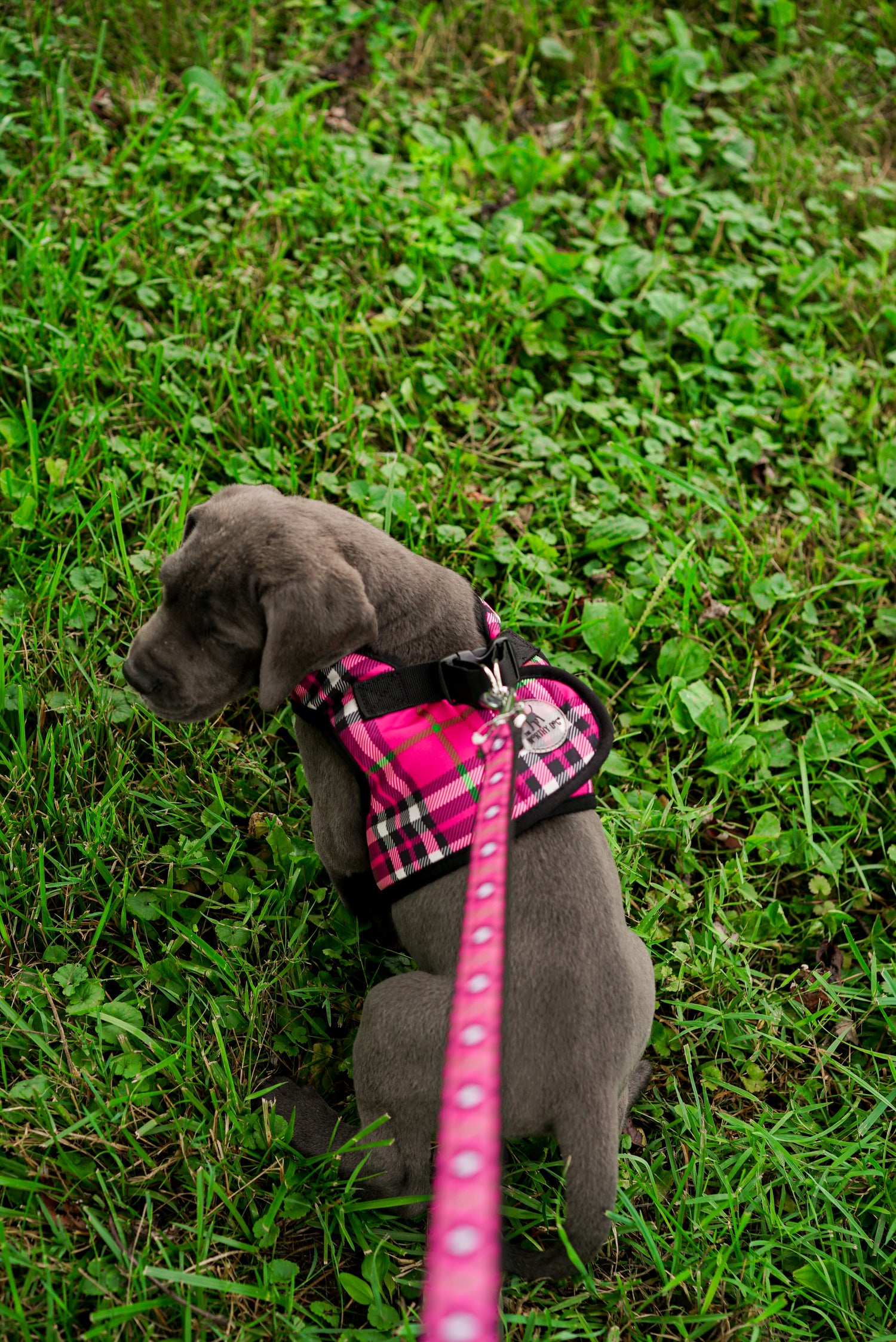 Bias Plaid Lead