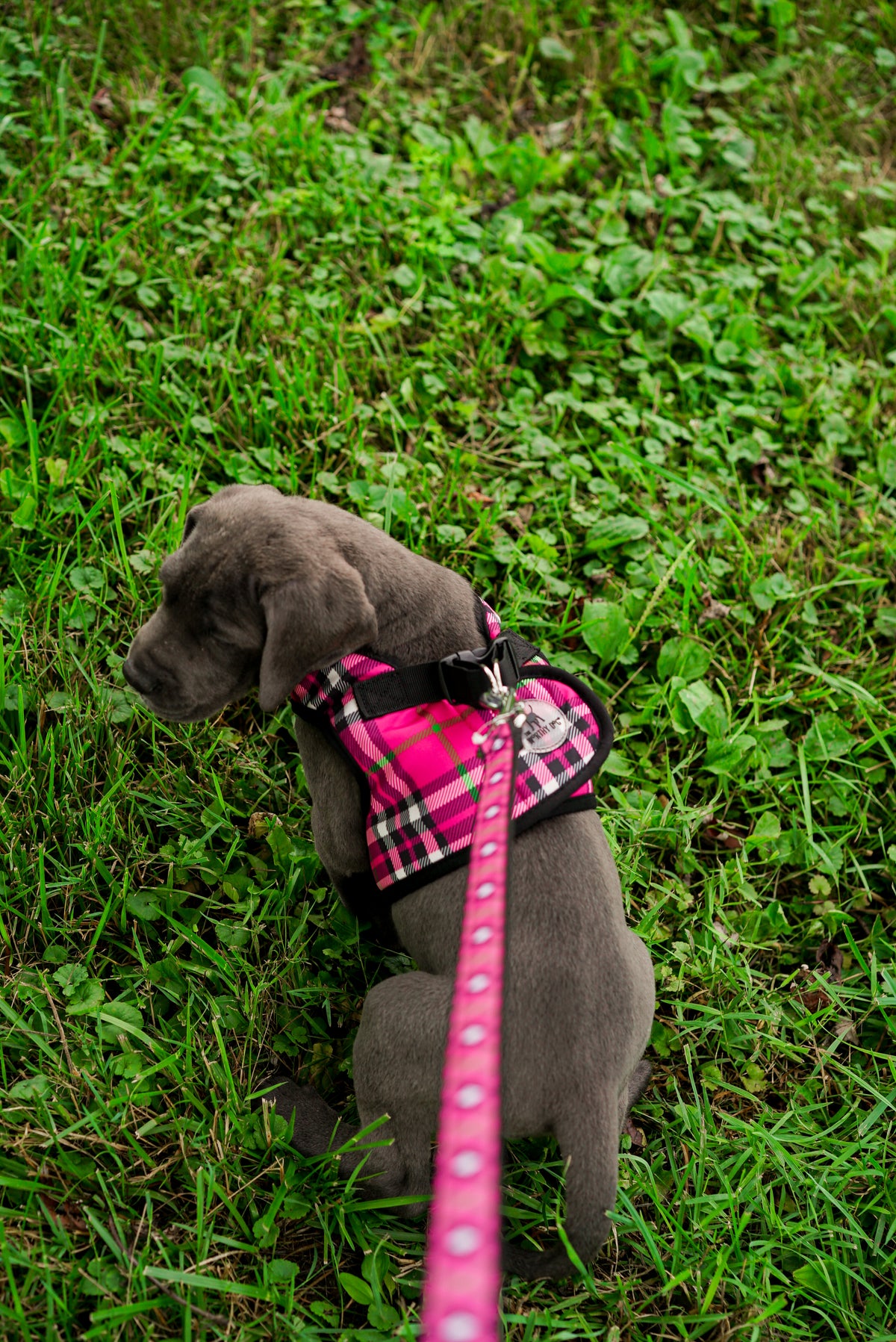 Bias Plaid Lead
