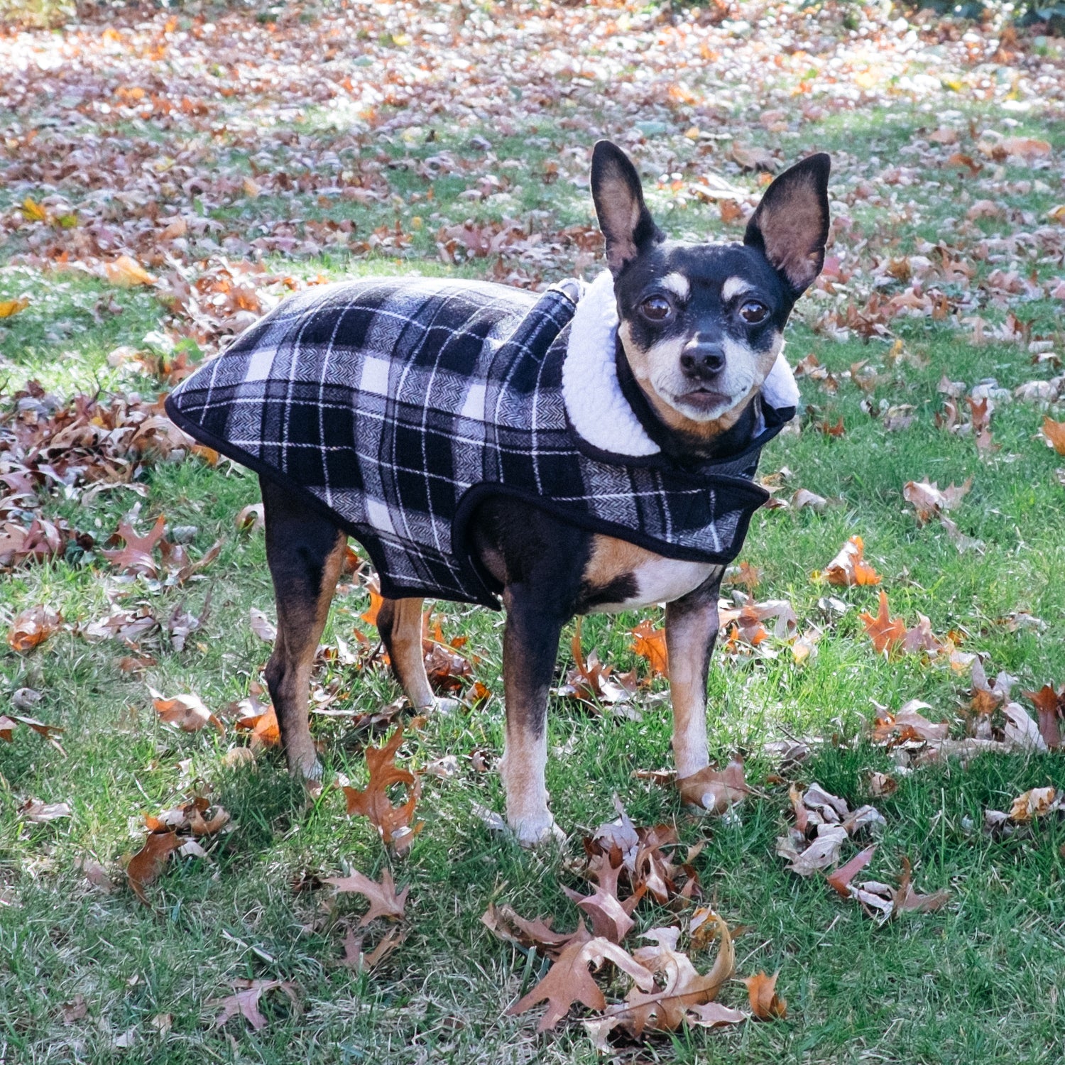 Alpine Jacket
