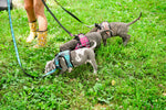 Plaid Sidekick Harness