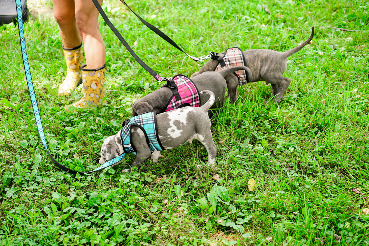 Plaid Sidekick Harness