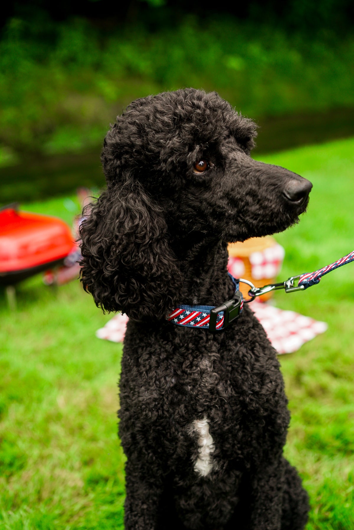 Bias Stars and Stripes Collar
