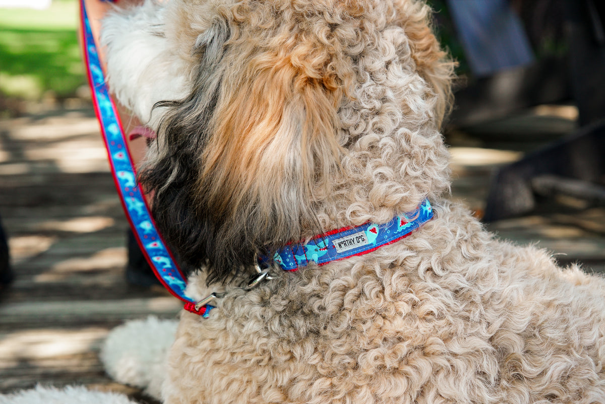Chomp Lead