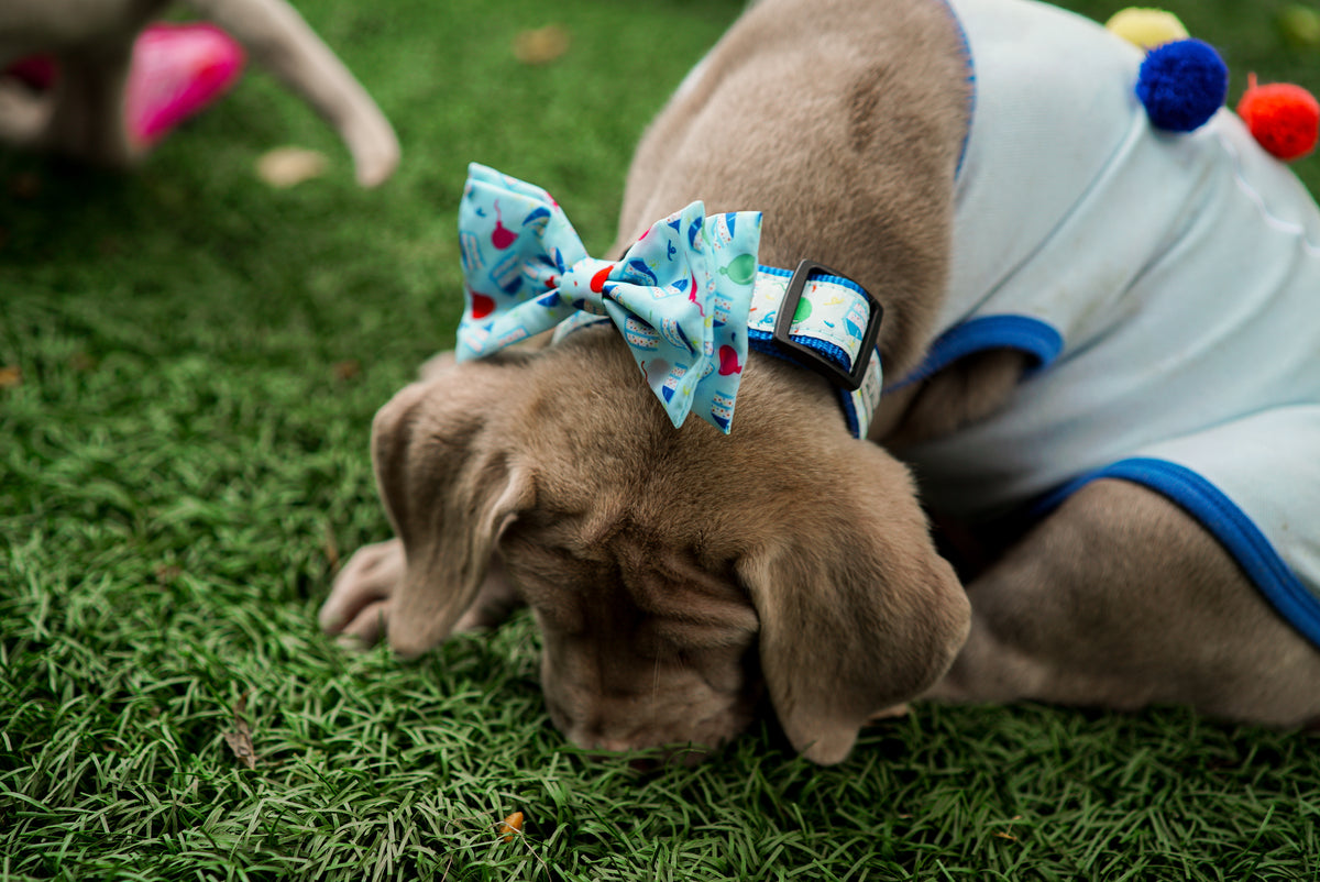 Birthday Boy Bow Tie