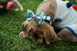 Birthday Boy Bow Tie