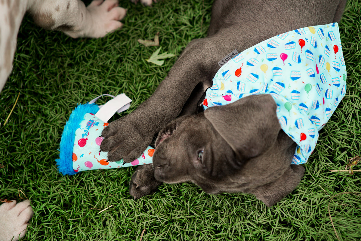 Birthday Boy Bandana