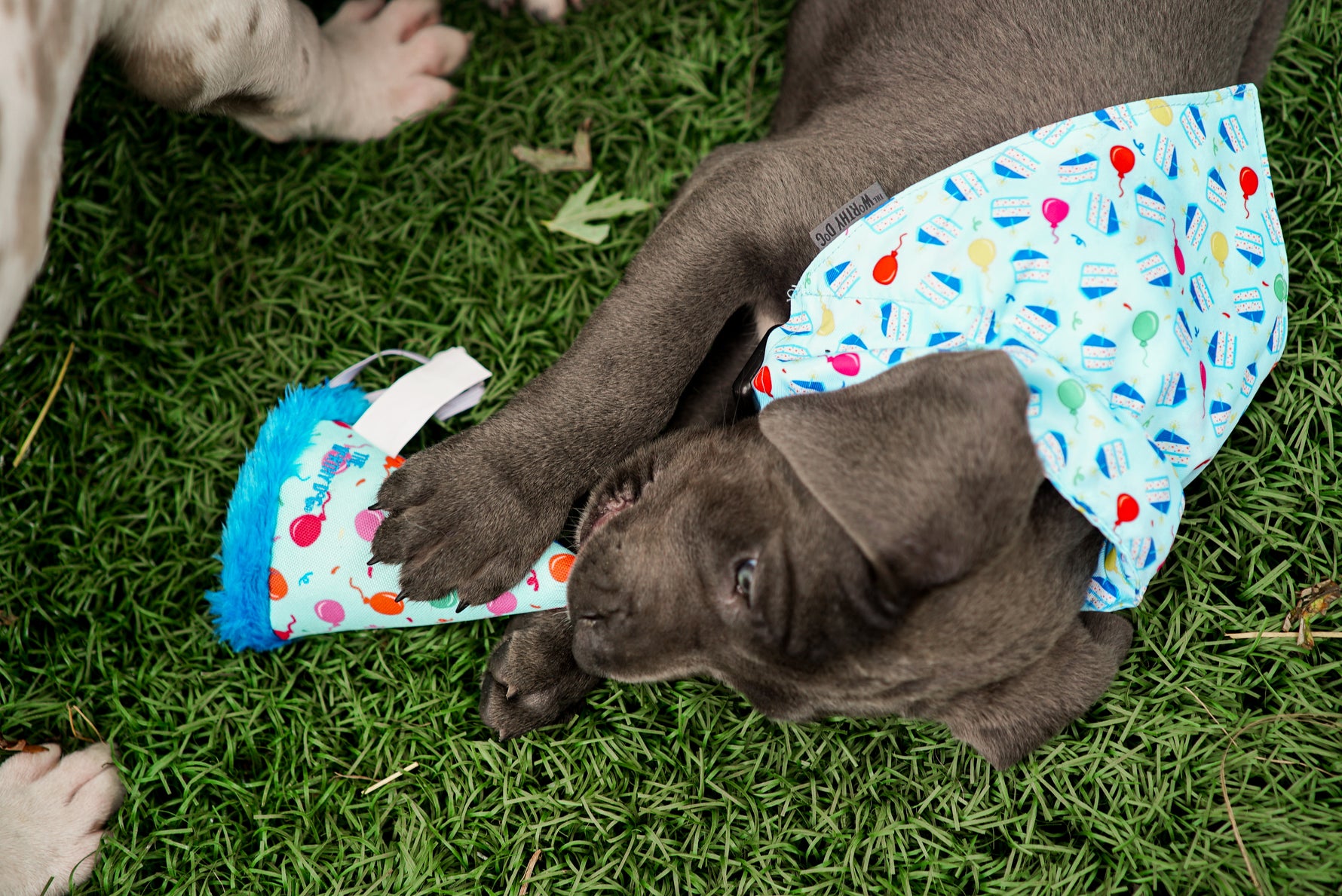 Birthday Boy Bandana