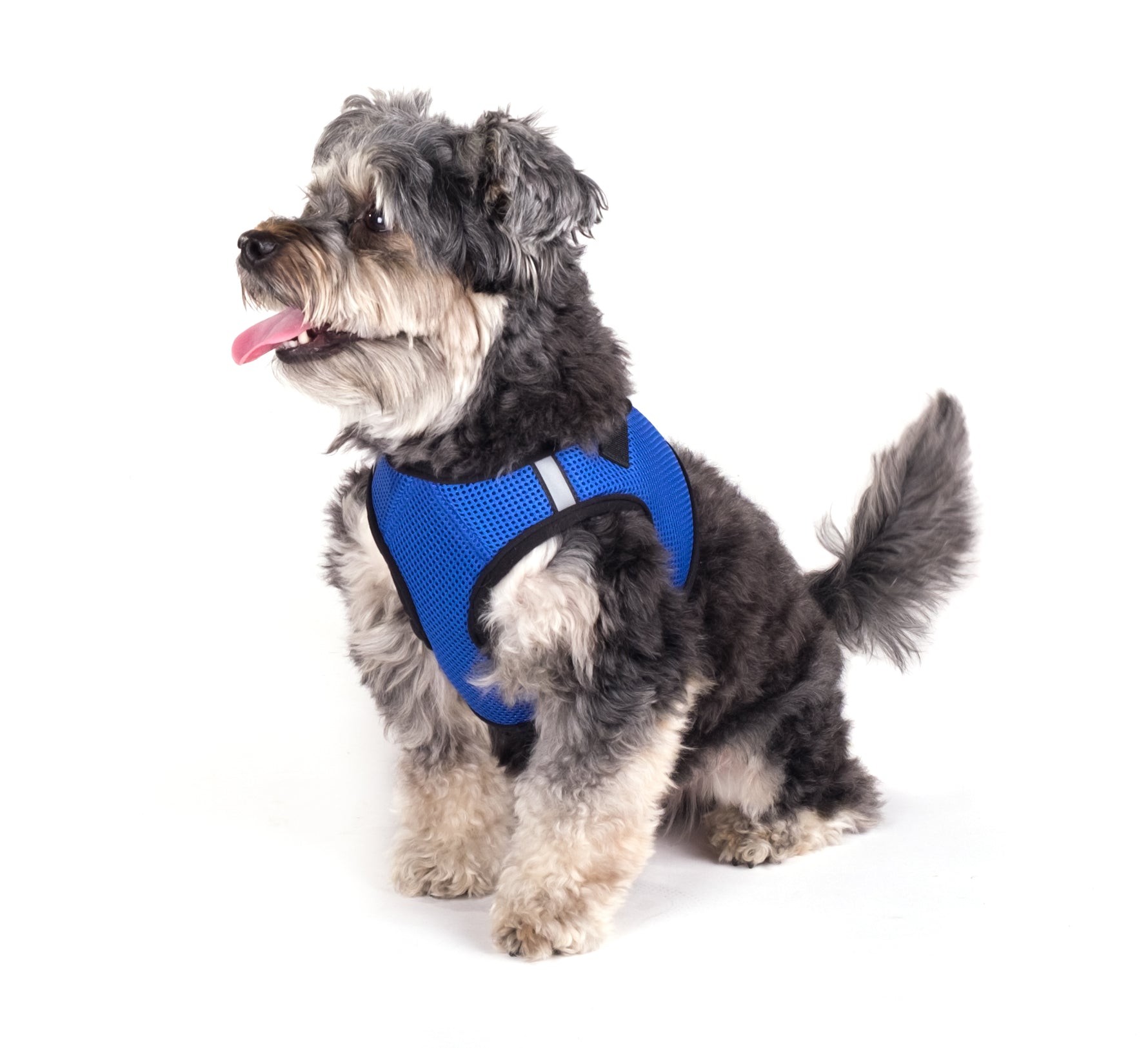 Sidekick Harness