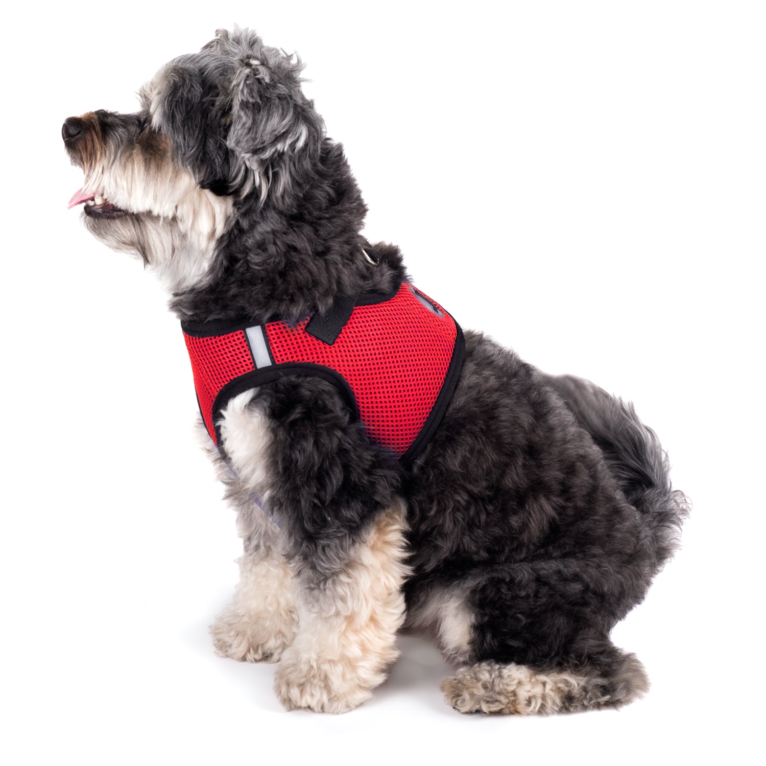 Sidekick Harness