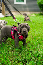Sidekick Harness