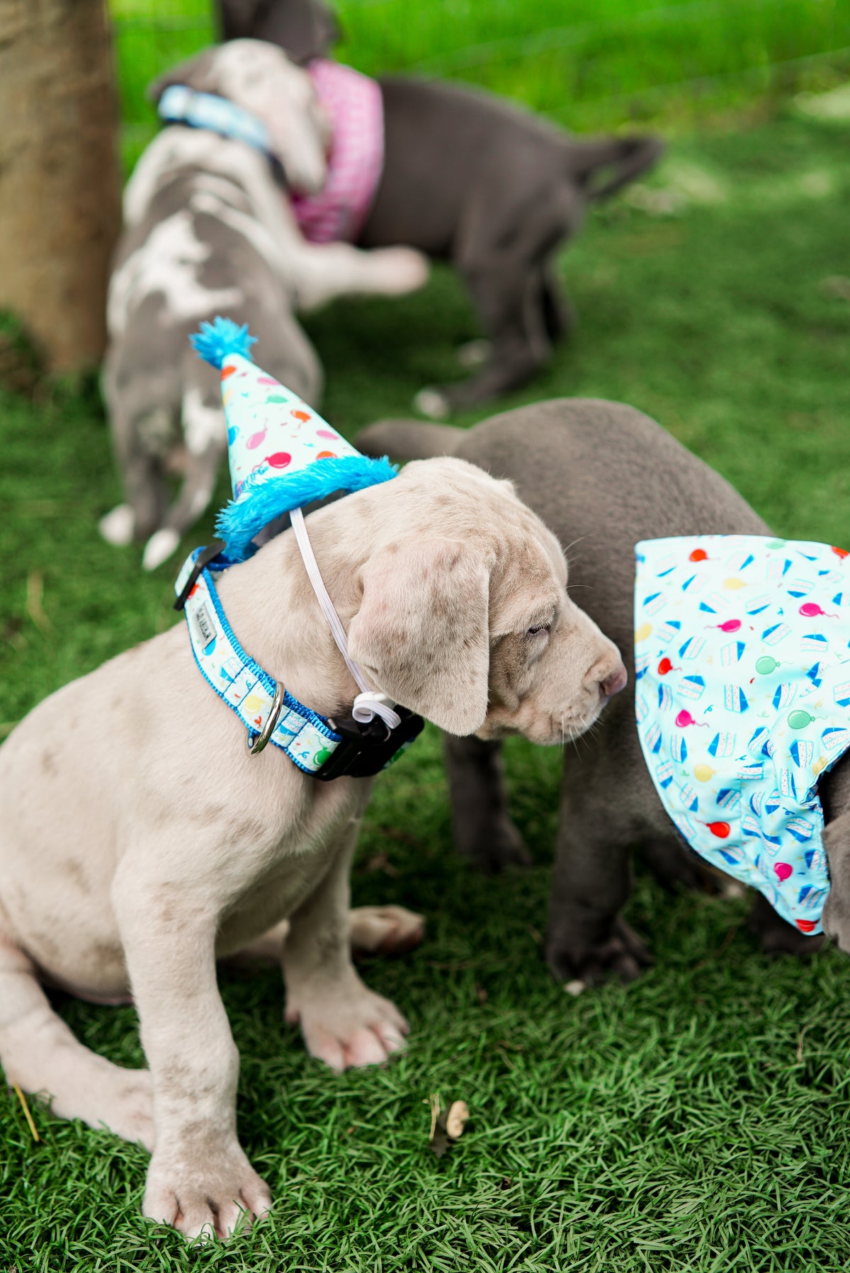 Birthday Collar