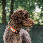 Tutti Frutti Collar