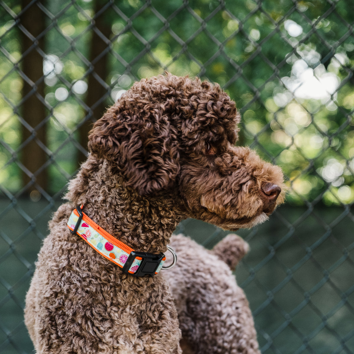Tutti Frutti Collar
