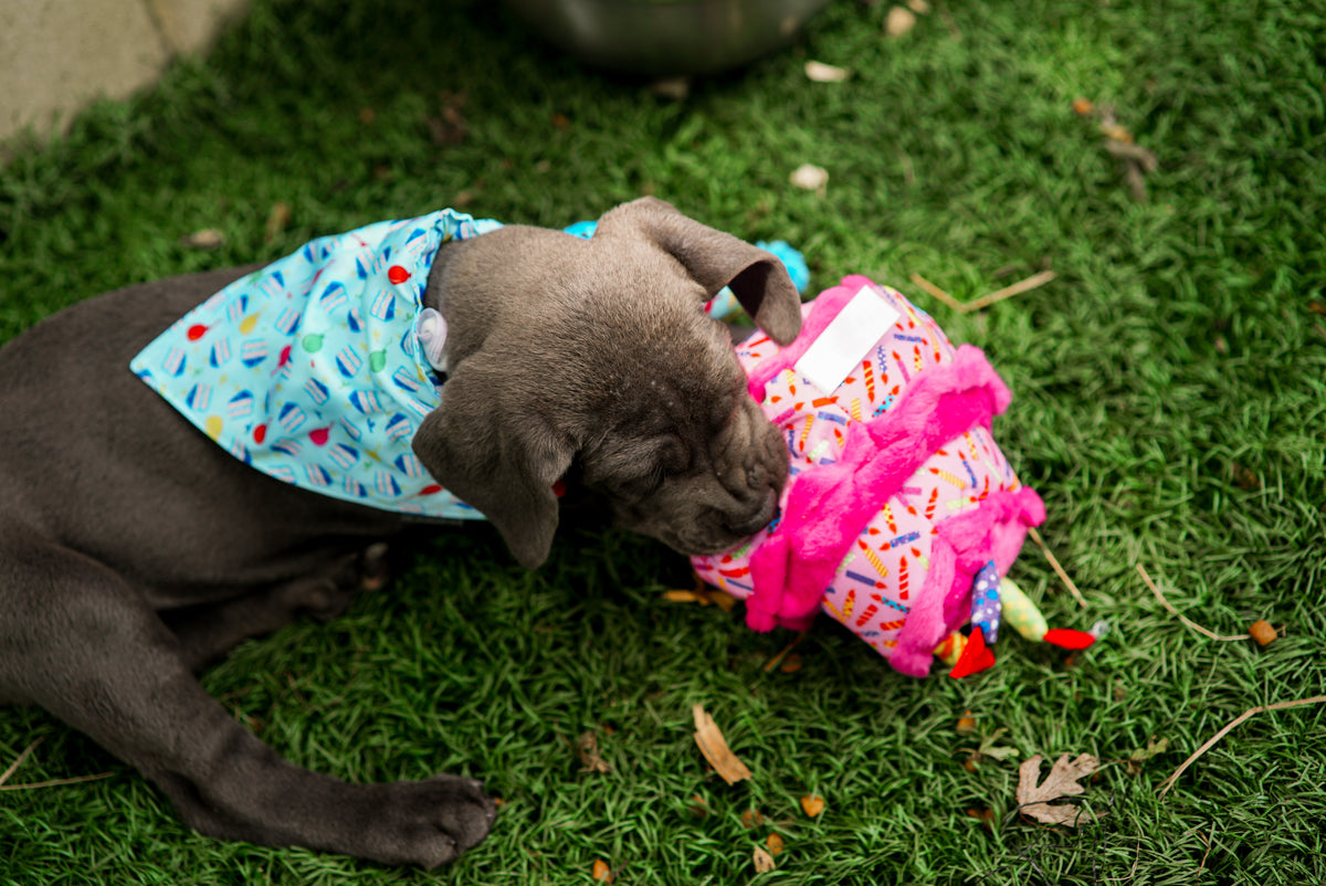 Birthday Cake Toy