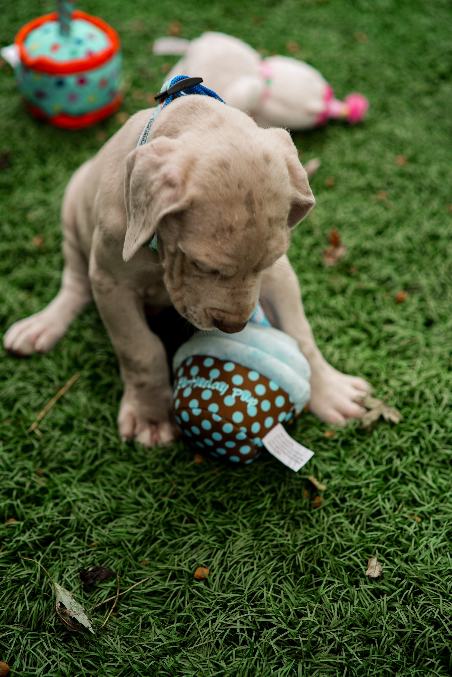 Birthday Pup Toy
