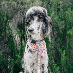 Wild Wild West Bandana