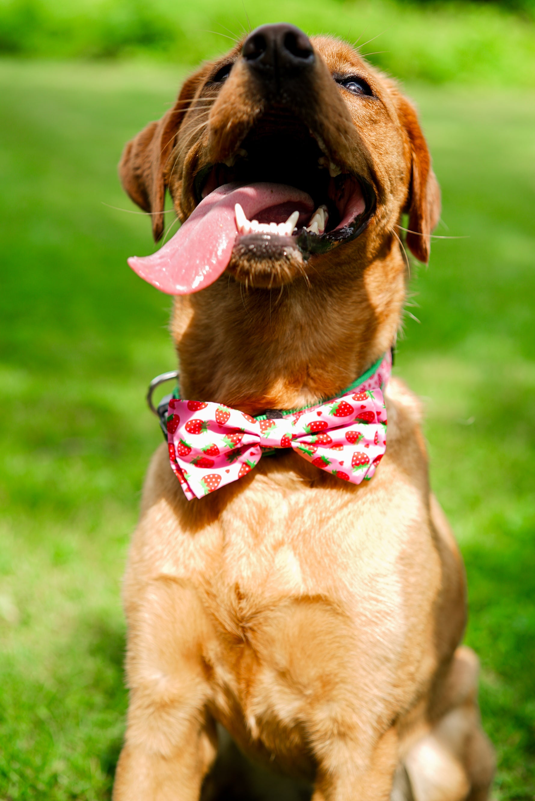 Strawberries Bow Tie