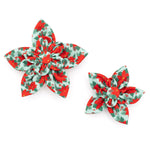 Poinsettias Flower