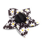 Lazy Daisy Flower