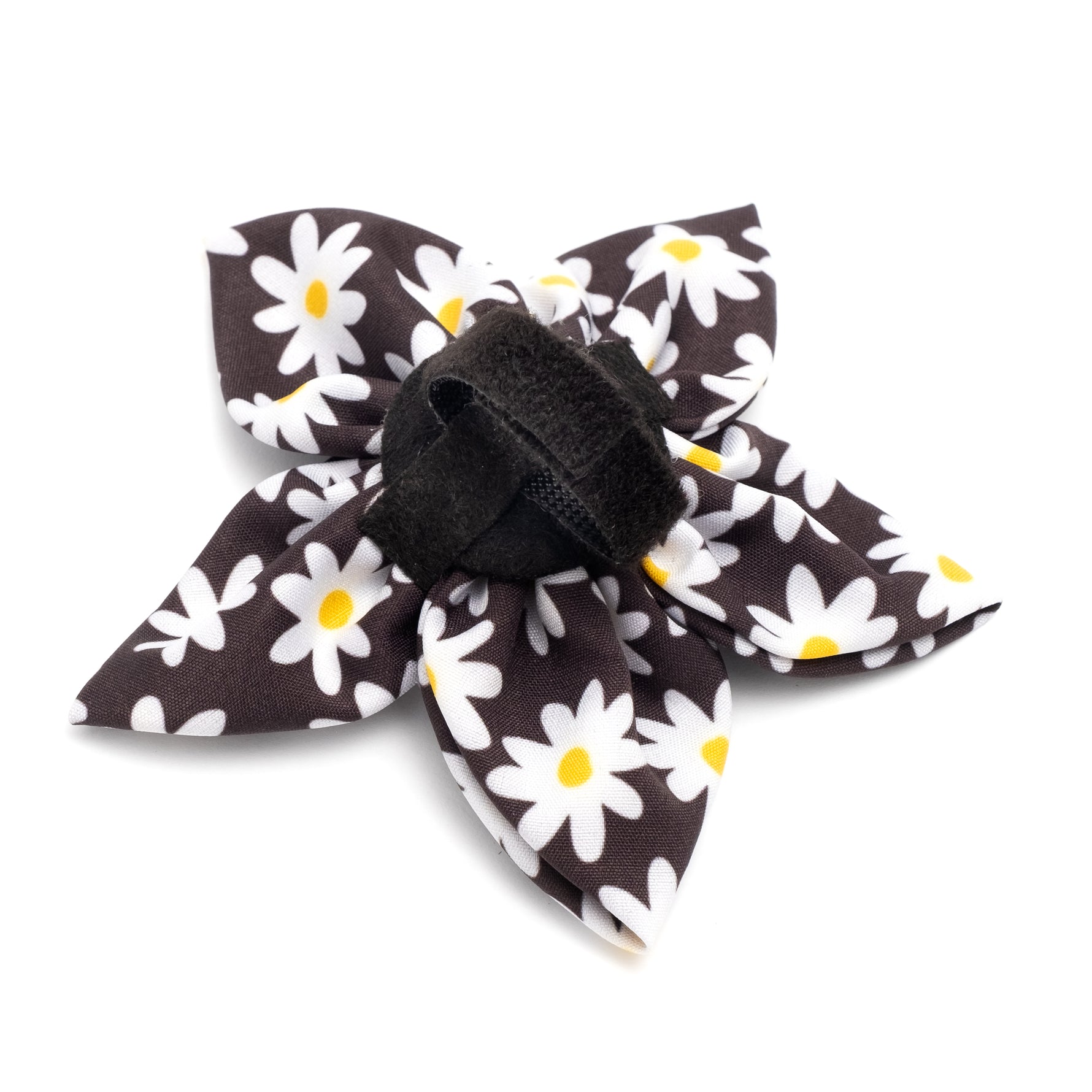Lazy Daisy Flower