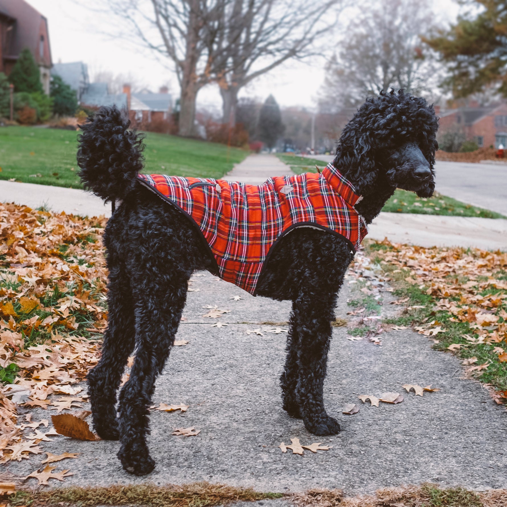 Windsor Tartan Jacket