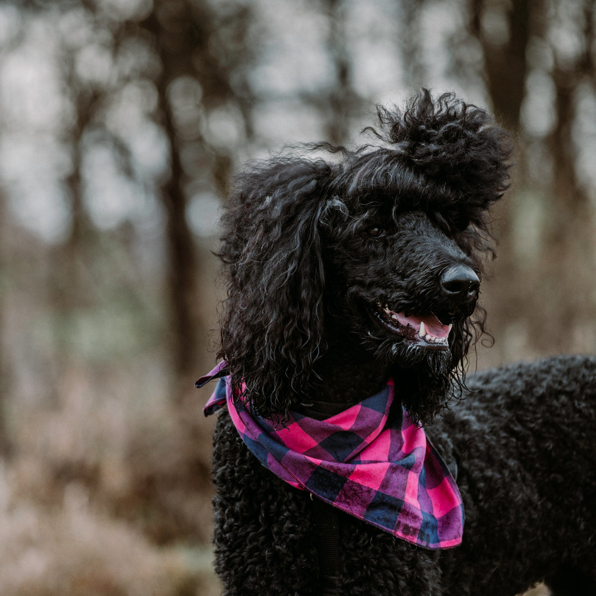 Pink/Navy Buffalo Check Bandana