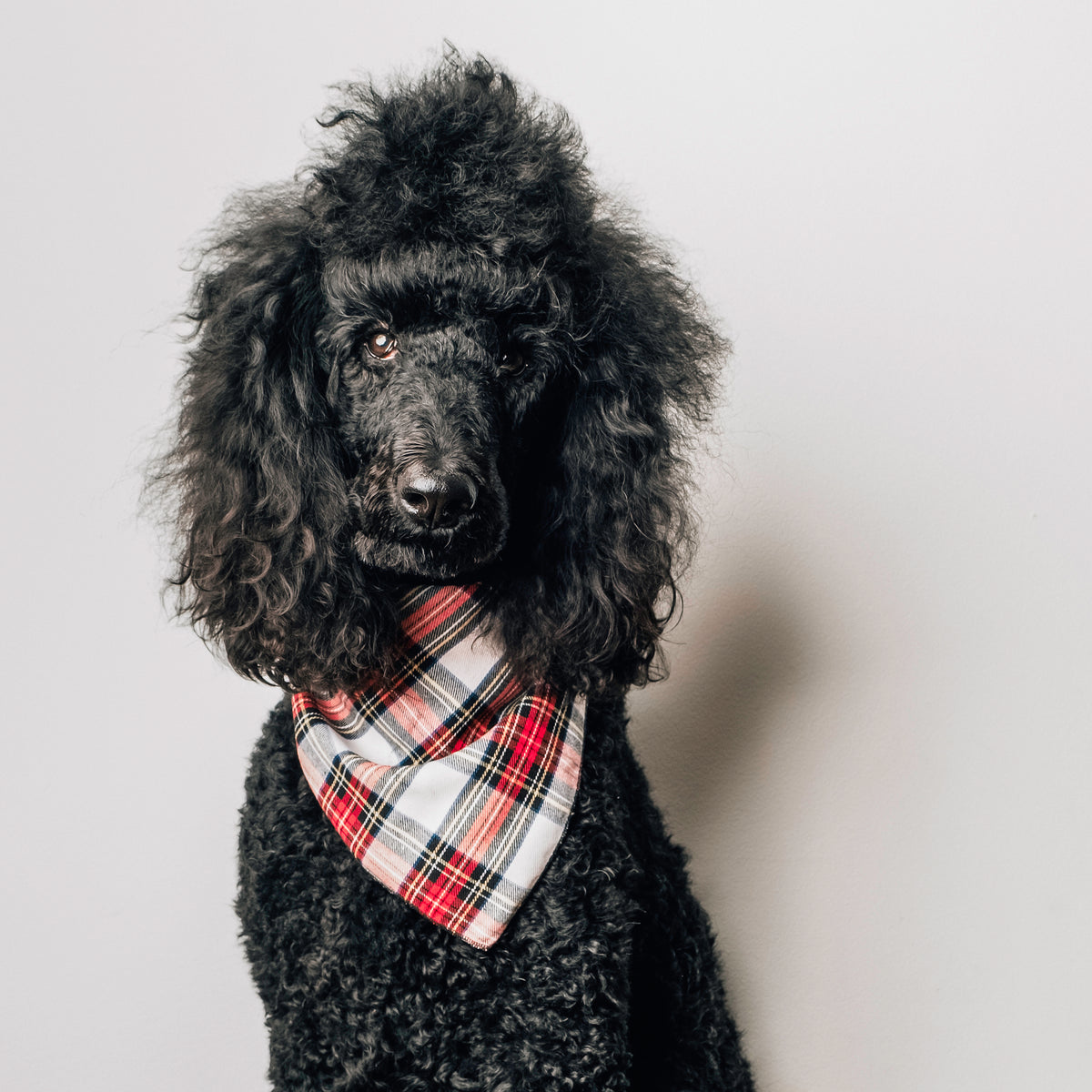 Stewart Tartan Green Bandana