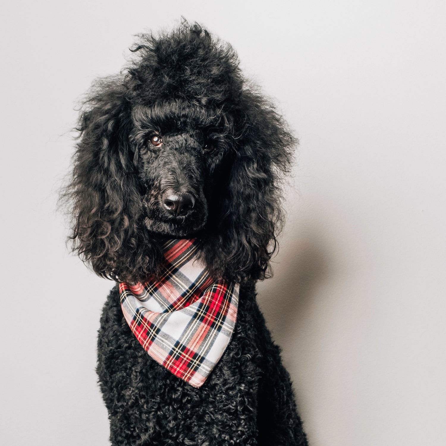 Stewart Tartan Green Bandana