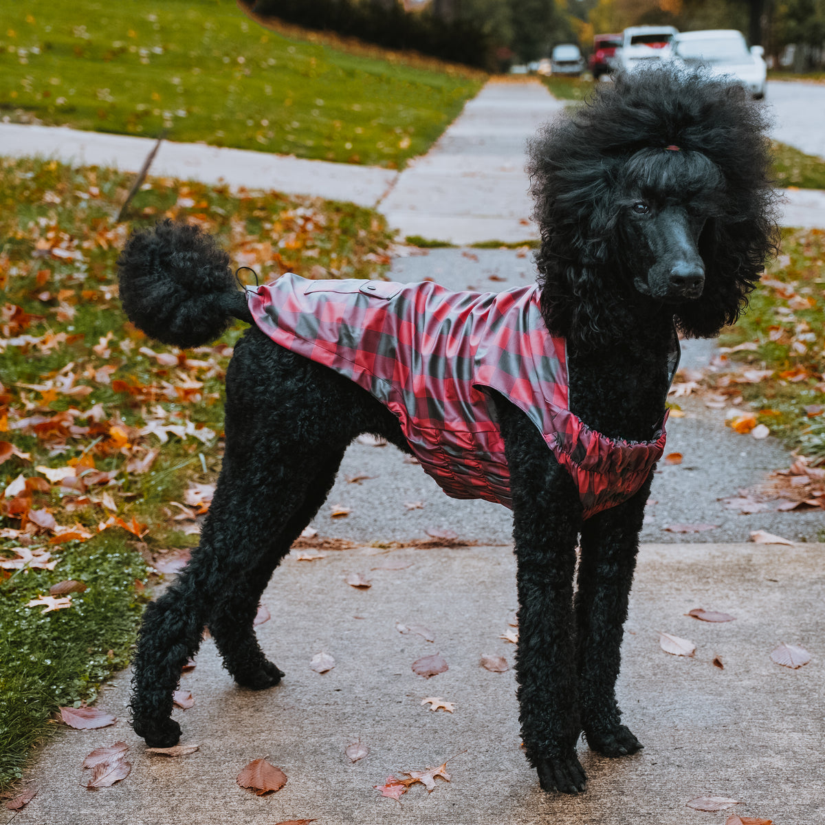 London Raincoat