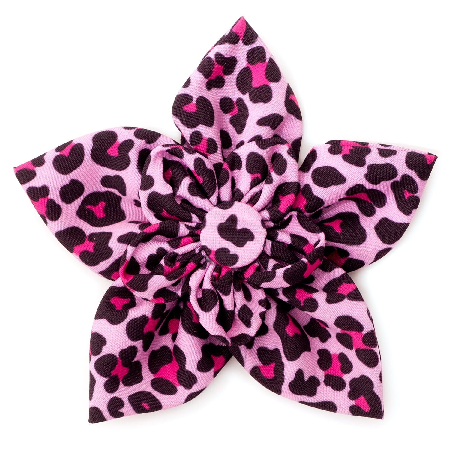Leopard Flower