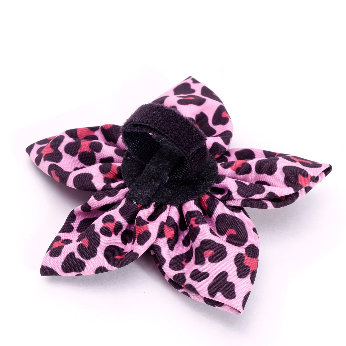 Leopard Flower