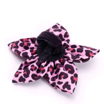 Leopard Flower