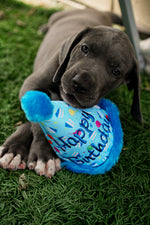 Birthday Hat Toy