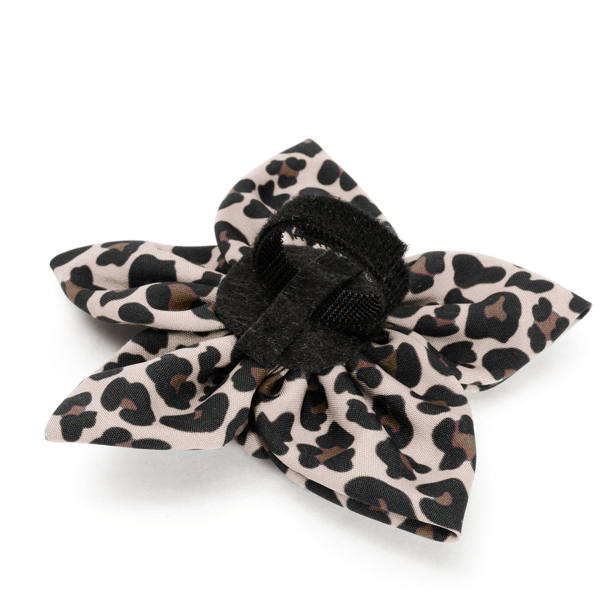 Leopard Flower