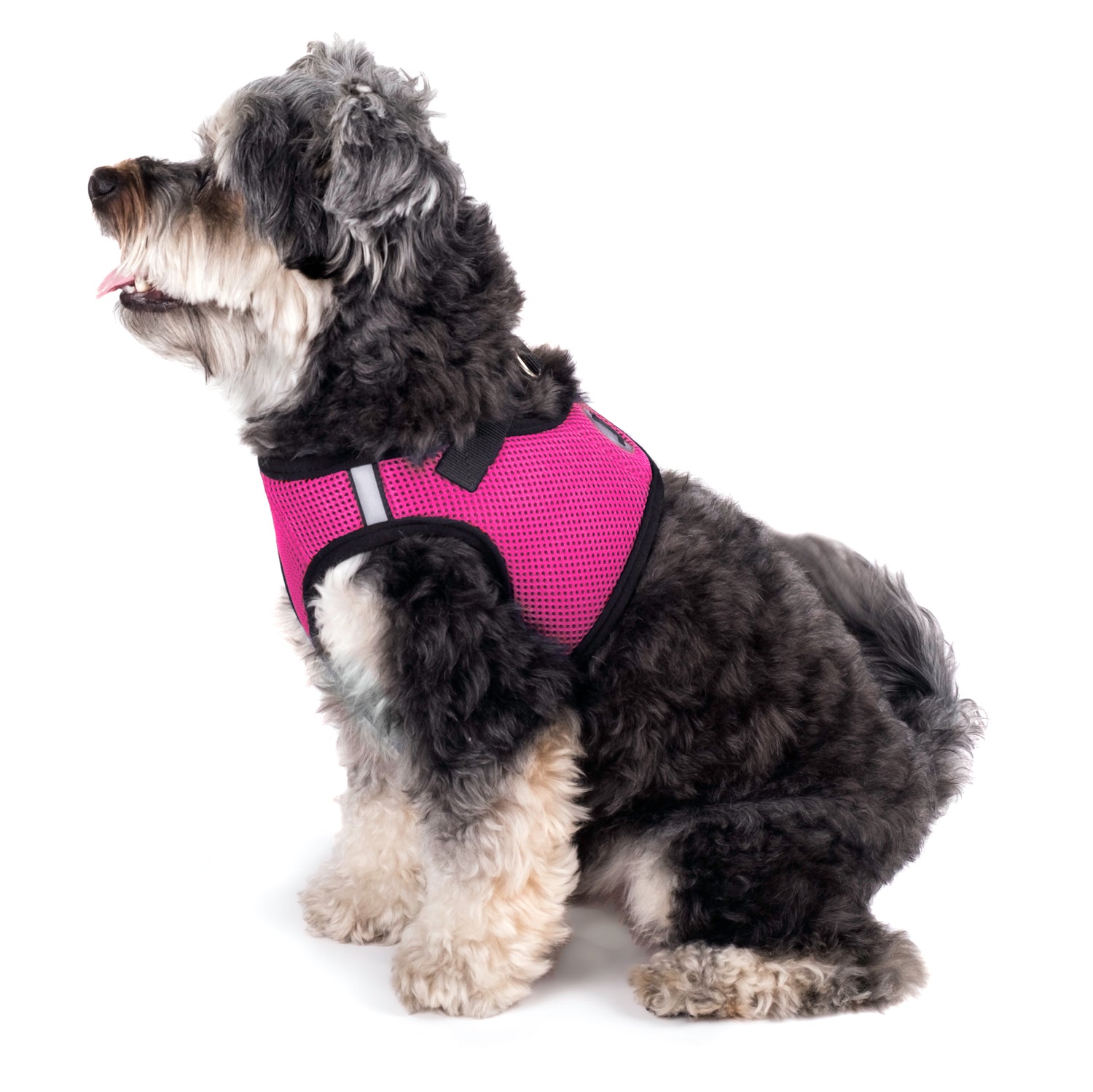 Sidekick Harness
