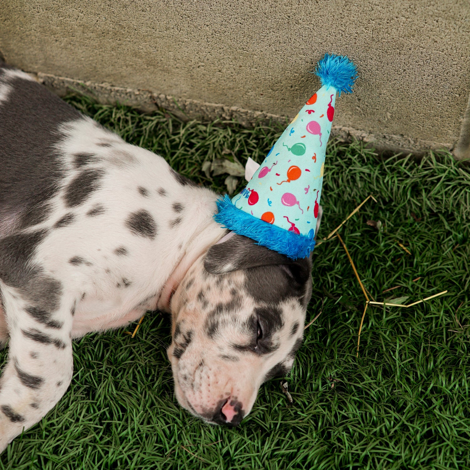 Birthday Party Hat