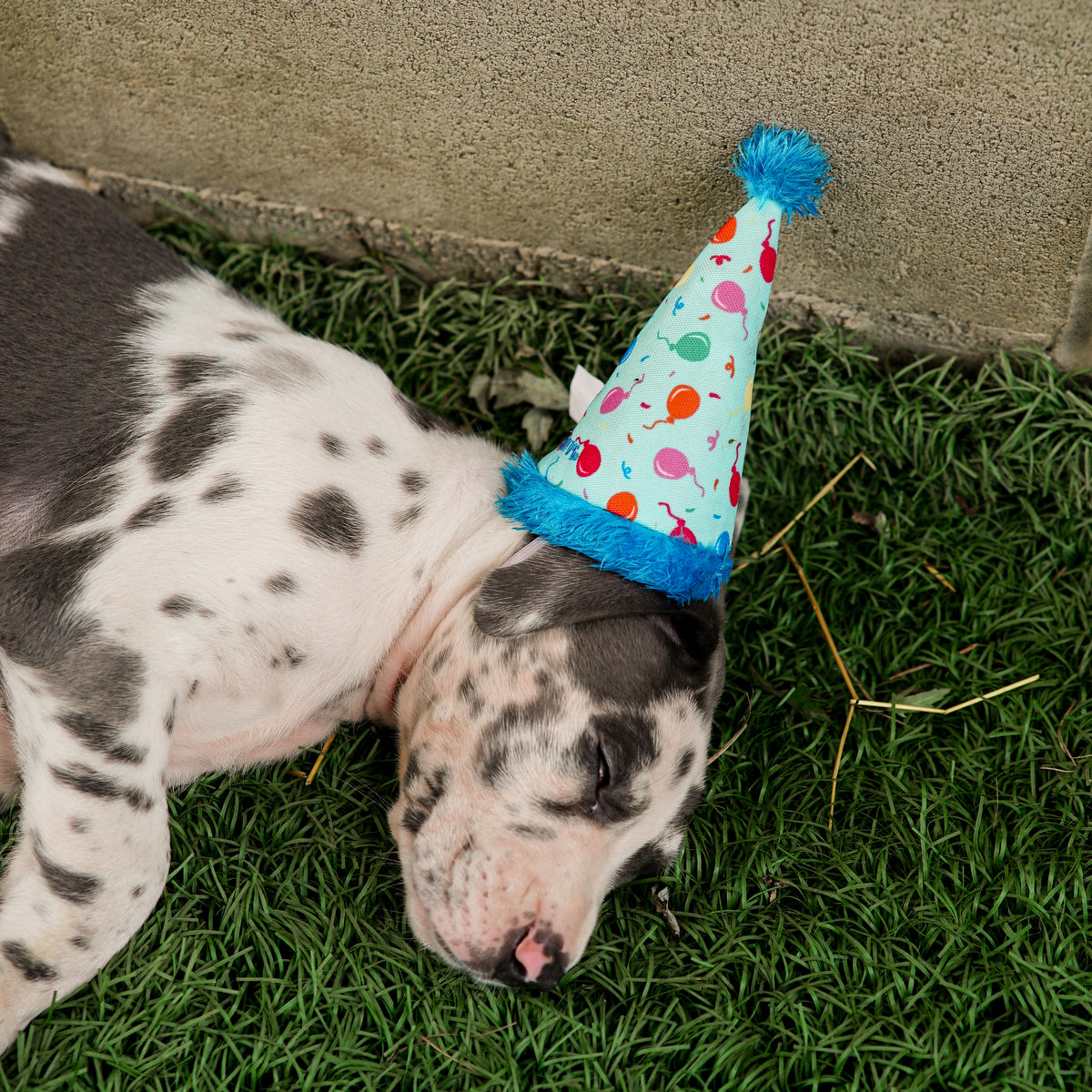 Birthday Party Hat