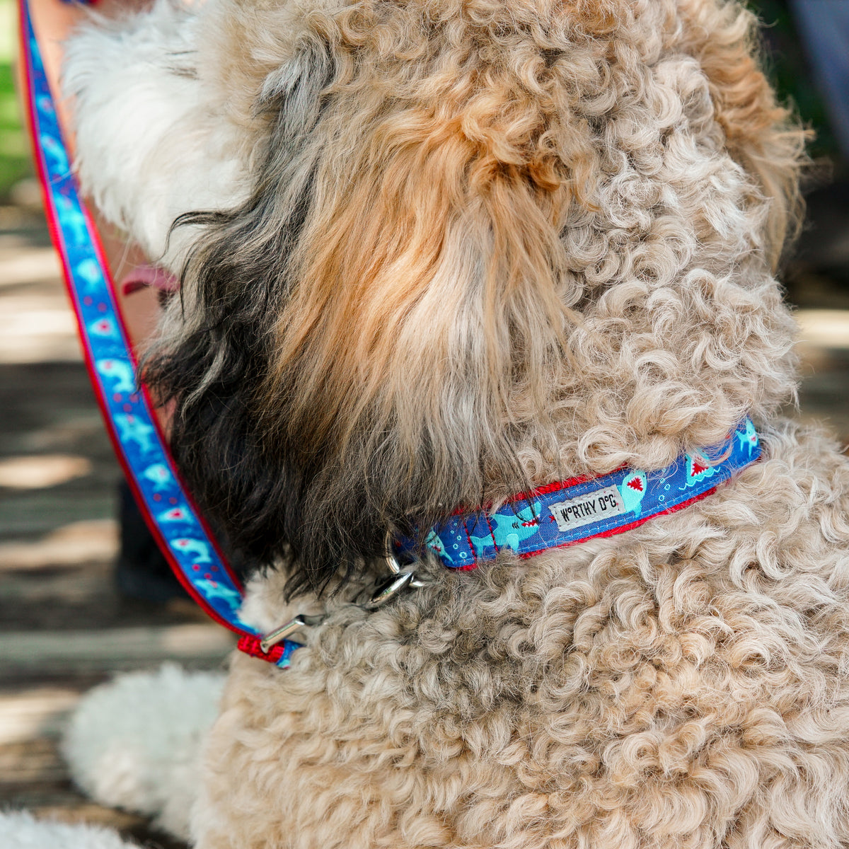 Chomp Collar