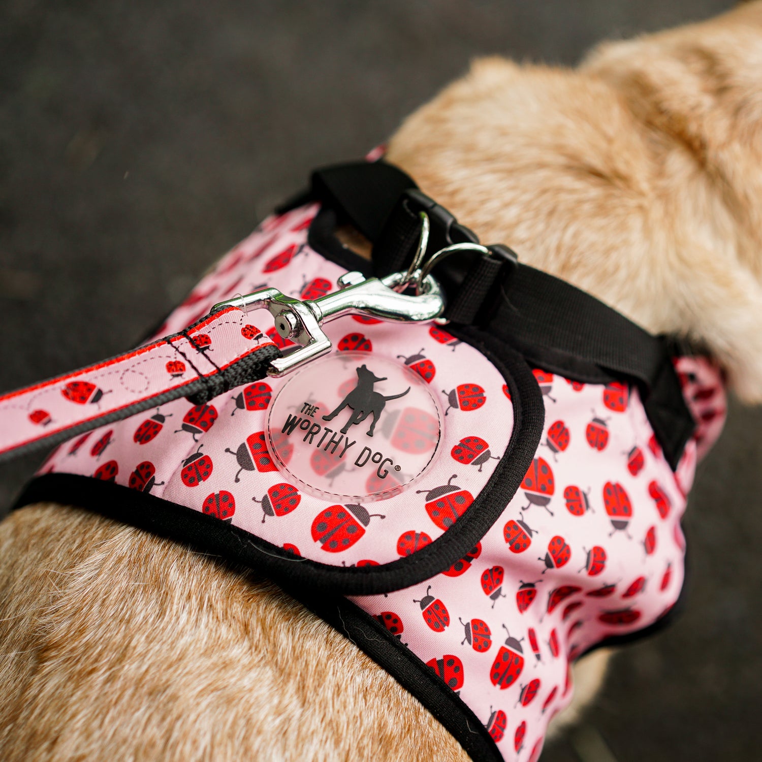Sidekick Harness