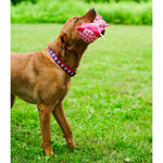 Wilbur Pig Collar