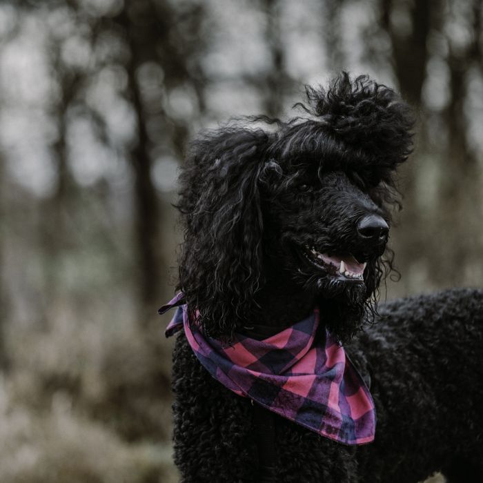 Buffalo check bandana best sale